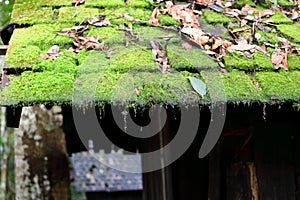 Close up moss and fern on old roof of house in countryside