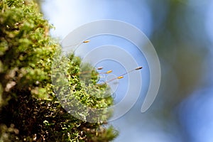 Close up of moss in forest against blue sky