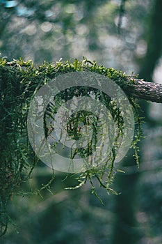 Close-up of moss hanging on a branch