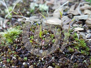 Close up of moss and small plants and fungas