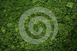 Close Up Moss Texture on Rock