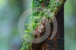 Close up moss on tree