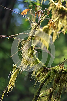 Close up of moss on a tree in Cathedral Grove, MacMillan Provincial Park, Vancouver island, British Columbia Canada