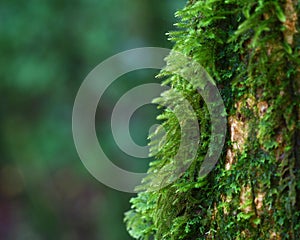 Close up moss on tree , Thailand