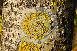 Close up of moss on tree