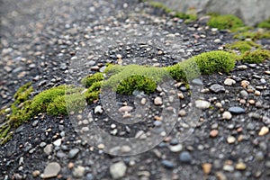 Close up of moss on wall