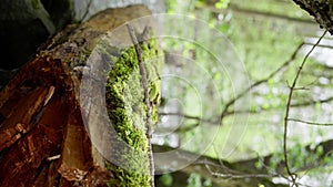 Close up of mosscovered tree trunk in natural landscape. Tree covered in moss