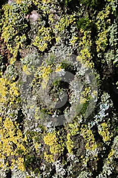 Close up mosses and lichens growing on tree trunk