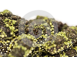 Close-up of a Mossy frog, Theloderma corticale