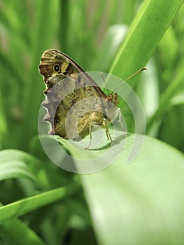 Close Up Of Moth On Green Leave