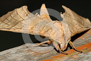 Close up of moth,night butterfly