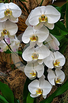 Close up of moth orchids in bloom.