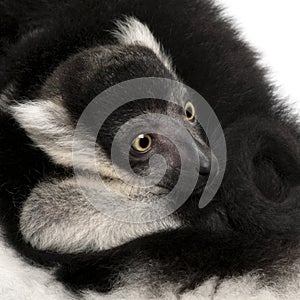 Close-up of Mother and baby Black-and-white ruffed lemur, Varecia variegata subcincta, 7 years old and 2 months old