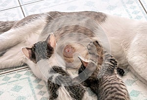 Close up Mother Cat Feeding Kittens on The Floor