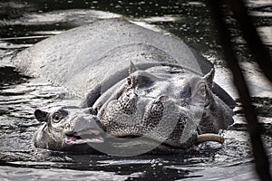 Close up of mother and child hippo wading a pond