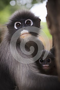 Close up mother face of dusky leaf monkey and new kid in warming