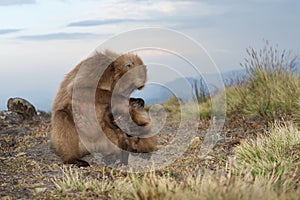 Close up of a mother Gelada monkey grooming baby