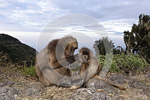 Close up of a mother Gelada monkey grooming baby