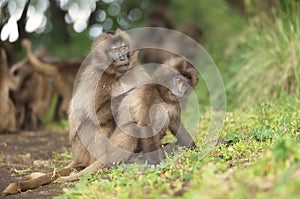 Close up of a mother Gelada monkey grooming her baby