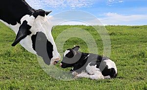 Face of black and white cow bonding with her new baby