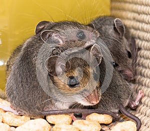 Close up of a mother house mouse with her offspring piled on top of her.