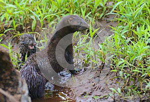 Close up Mother Mink and her baby along side her den.