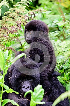 Close up of mother mountain gorilla with her baby