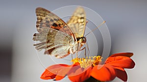 Close-up of a Mother of pearl pandora (Argynnis pandora) butterfly perched on a flower