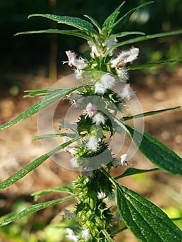 Close up of motherwort herbal plant in bloom