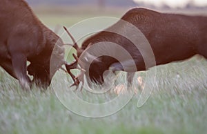 Close up motion blur portrait of the male Elk bulls fightin