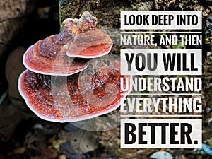 Close up on motivational and inspirational quote - Look deep into nature, and then you will understand everything better