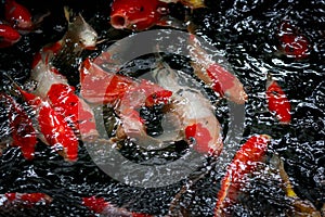 Close-up of mottled black, white, red, orange & golden yellow Jinli, Nishikigoi or Japanese Koi Cyprinus rubrofuscus fish swim