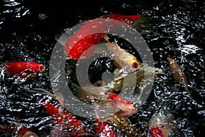 Close-up of mottled black, white, red, orange & golden yellow Jinli, Nishikigoi or Japanese Koi Cyprinus rubrofuscus fish swim