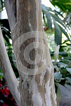 Close up of the mottled brown and cream colored trunk of an Allspice Tree, Pimenta dioica