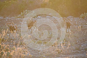 Mouflon sheep in the desert