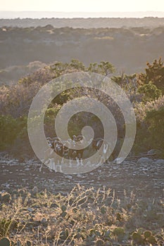 Mouflon sheep in the desert