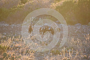 Mouflon sheep in the desert