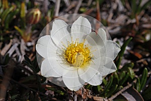 Close-up of a Mountain Aven, an arctic-alpine flowering plant