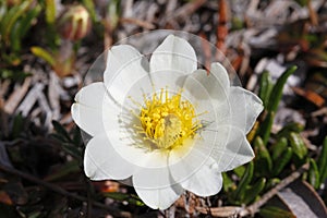 Close-up of a Mountain Aven, an arctic-alpine flowering plant