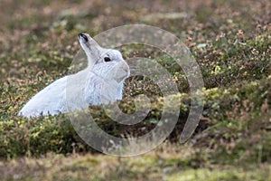 Close up of Mountain Hare Lepus timidus photo