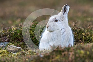 Close up of Mountain Hare Lepus timidus photo