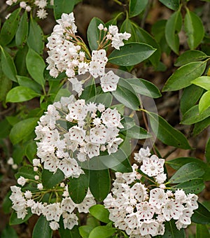 Close-up of Mountain Laurel along the Blue Ridge Mountains