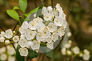 Close-up of Mountain Laurel in the Blue Ridge Mountains