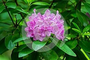 Mountain Rosebay Flowers also called Catawba Rhododendron photo