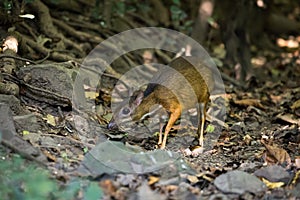 Close up of mouse deer