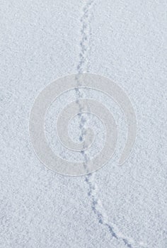 Close-up of a mouse track in the snow