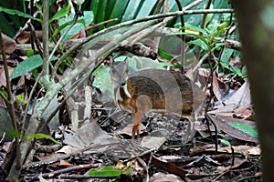 A close up of a mousedeer on the forest floor