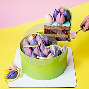 Close-up of mousse cake decorated with chocolate tulip, close up, yellow and pink background