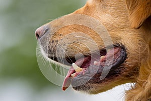 Close up from the mouth of a Golden Retriever dog