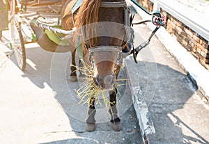 A Close up of the mouth of a horse as it eats fresh grass